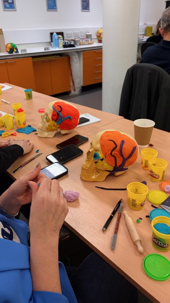 Delegates build facial muscles in modelling clay on anatomical skulls during the cadaveric dissection course.